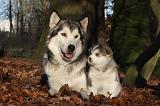 ALASKAN MALAMUTE 560